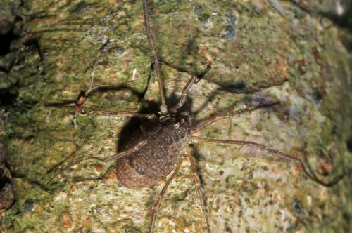Oligolophus tridens